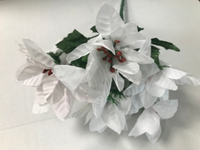 White Poinsettia Bush
